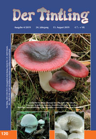 119 Heide-Flechtennabeling Lichenomphalia umbelifera