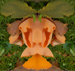 Gemeiner Orangebecherling Aleuria aurantia