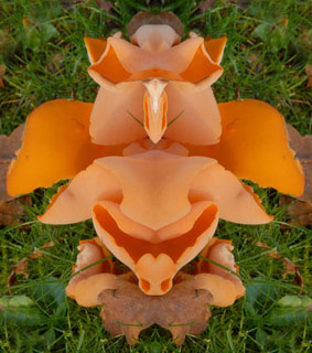 Gemeiner Orangebecherling Aleuria aurantia