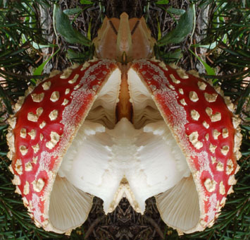 Fliegenpilz Amanita muscaria und Pfefferröhrling Chalciporus piperatus