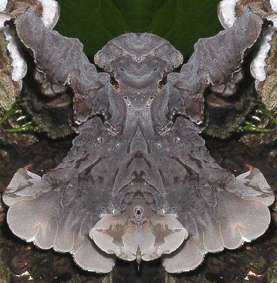 Gezonter Ohrlappenpilz Auricularia mesenterica