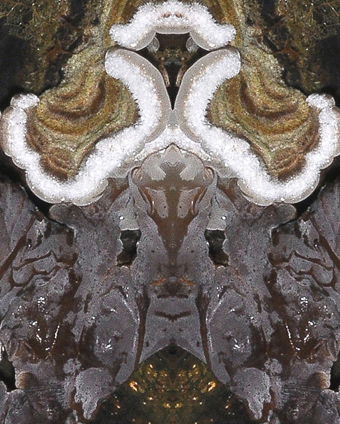 Gezonter Ohrlappenpilz Auricularia mesenterica