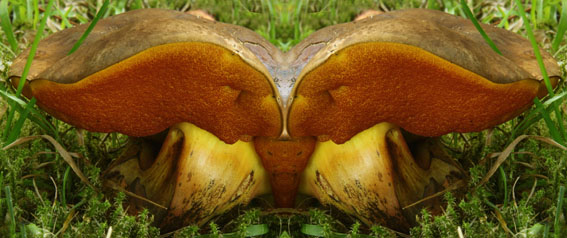 Flockenstieliger Hexenröhrling Boletus erythropus