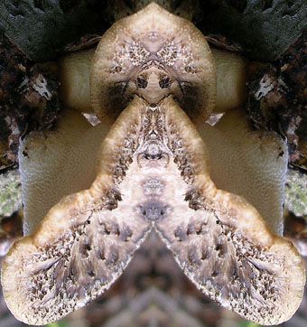 Sklerorien-Stielporling Polyporus tuberaster