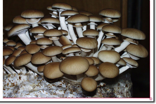 Sdlicher Ackerling Agrocybe cylindracea