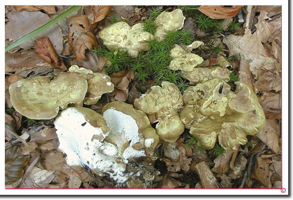 Grüner Kamm-Porling Albatrellus cristatus
