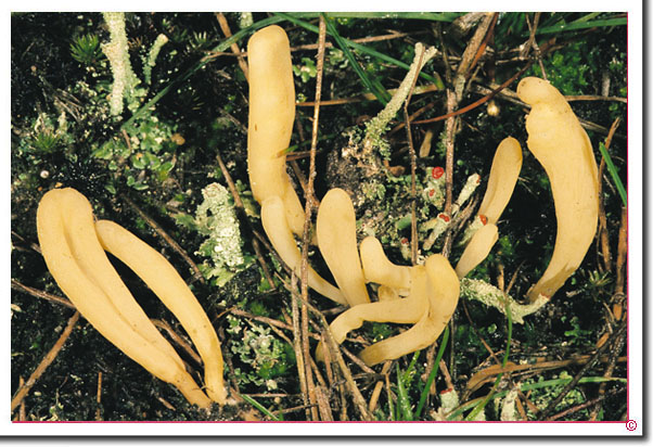 Gelbstieliges Keulchen, Heidekeule Clavaria argillacea