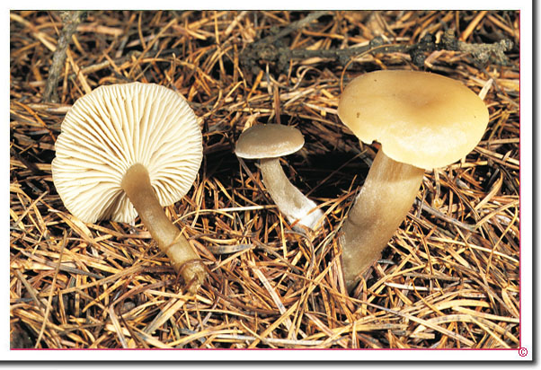 Olivgrauer Trichterling Clitocybe pausiaca