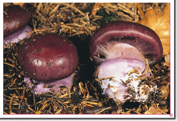 Purpurfleckender Klumpfuß Cortinarius purpurascens