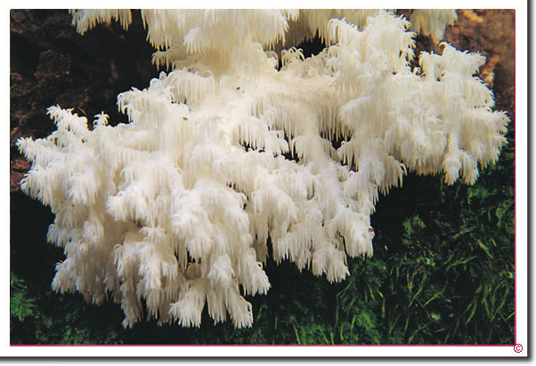 Ästiger Stachelbart Hericium coralloides