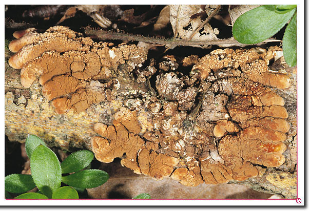 Trollhand Hypocreopsis lichenoides