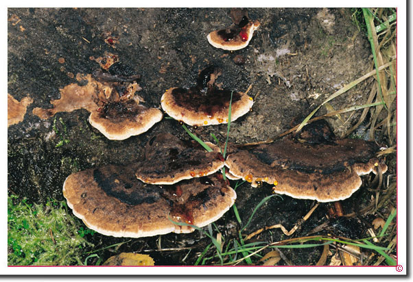Schwarzgebänderter Harzporling Ischnoderma benzoinum