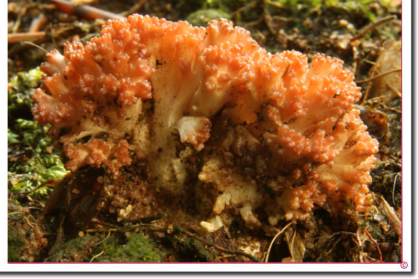 Hahnenkamm-Koralle, Bärentatze Ramaria botrytis