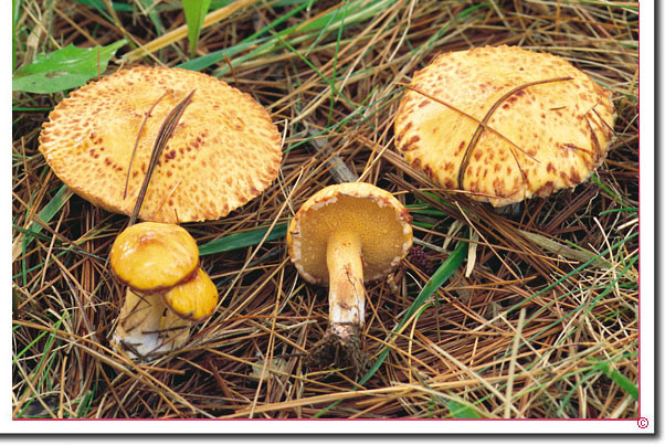 Chickenfett-mushroom Suillus americanus