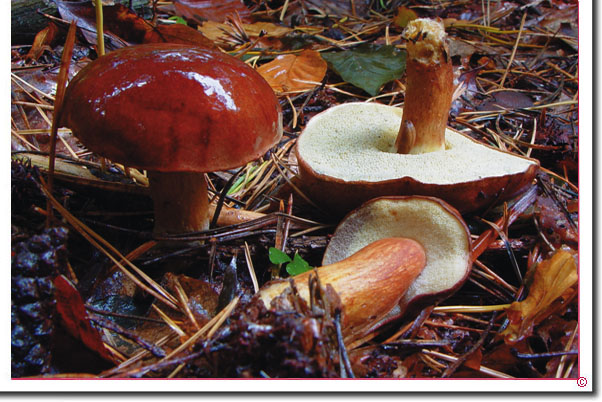 Maronenrhrling Boletus_badius, Syn. Xerocomus badius